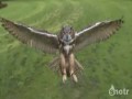 Atak sowy - slow motion
