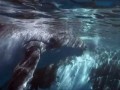 The Amazing Tropical Deep Sea Adventure