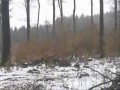 Niespodzianka w Lesie