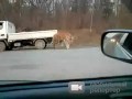 Tygrys zablokował drogę