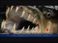 Pirania o wadze 50 kilogramów