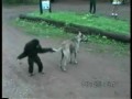 15 najzabawniejszych zwierząt