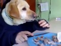 Dog-men