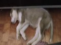 Dreaming Husky Puppy