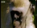 Alcoholic Vervet Monkeys - Weird Nature