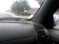 Struś Pędziwiatr w Polsce