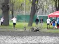 Prosto w kałużę