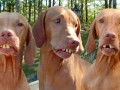 Funny pic
