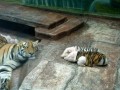 Funny pic