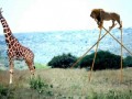 Funny pic