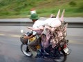 Funny pic