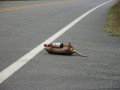 Funny pic