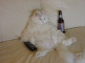 Funny pic