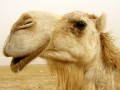 Funny pic