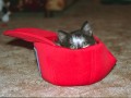 Gattocurioso