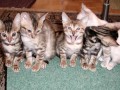 Which cat stole my drugs?