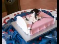 Tort weselny