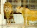 Proof that marriage exists in the animal kingdom