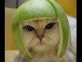 Koci kask