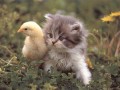 Hot chick
