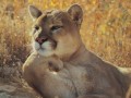 Animal