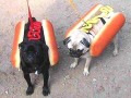 Hot dogs