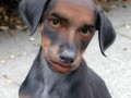 Wymarzony wierny facet