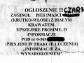 Ogłoszenie z przystanku we Wrocławiu