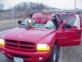 Deer vs durango