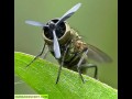 Fly