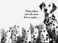 Dalmatian cat