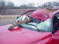 Deer vs Durango