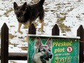 Zły pies