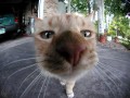 Miau