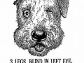 Lost dog