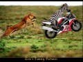 Zebra motorcycle