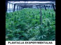 Plantacja