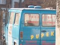 Pupek