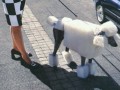 Square dog