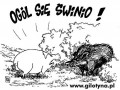 Ogól się świnio