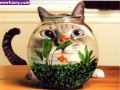 Fish bowl