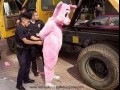 Pig arrest