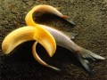 Bananoryba