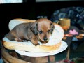 Hot dog