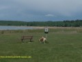 No dog sign