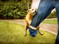 Dog walk