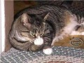 Cat finger