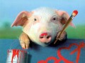 Piggy in love