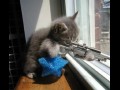 Leon the kitten