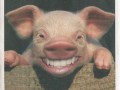 Piggy